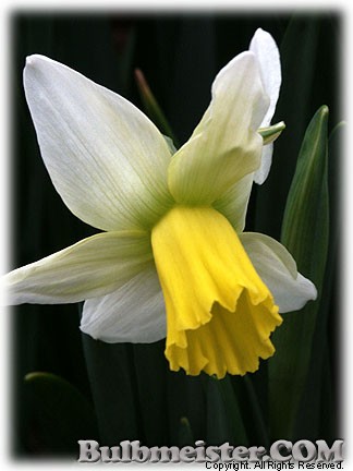 Narcissus_Jenny080331