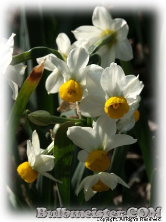 Narcissus Miniature MIX