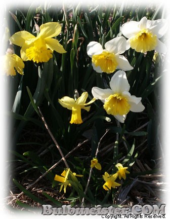 Narcissus MIX