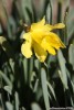 Narcissus_Midget120224.jpg