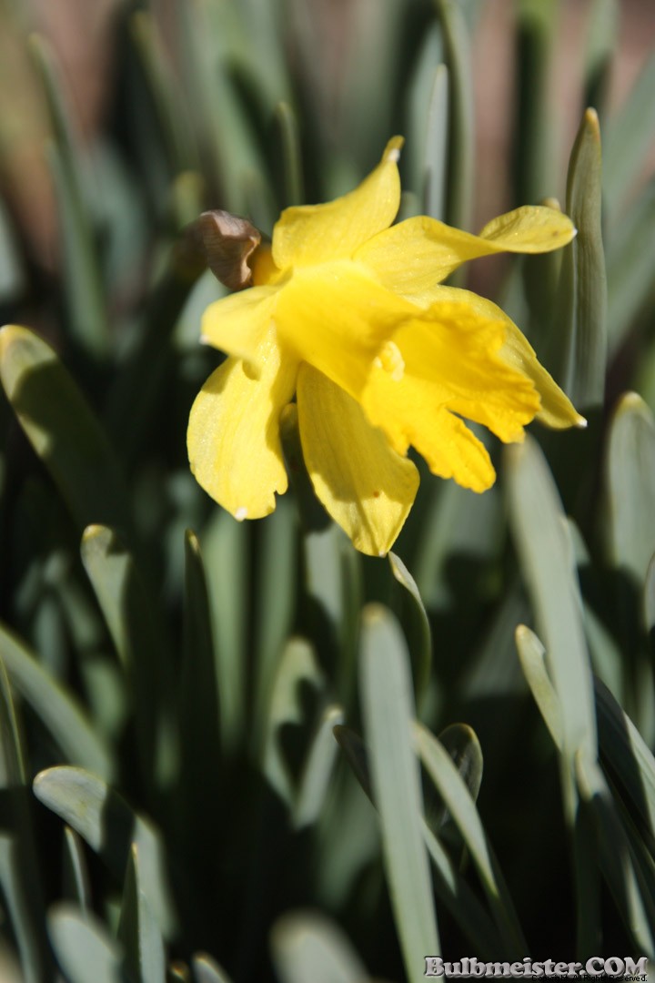 Narcissus 'Midget'