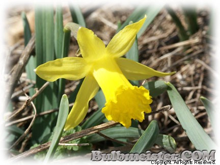 Narcissus Midget