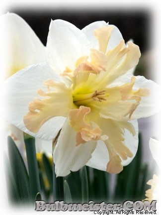 Narcissus Palmares