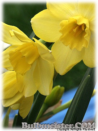 Narcissus_Pipit080409