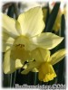 Narcissus_Pipit080411_01.jpg