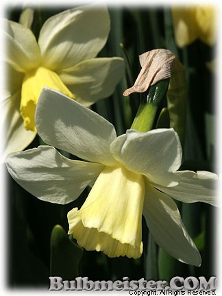Narcissus_Pueblo080406