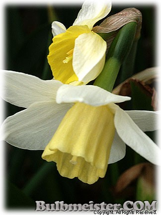 Narcissus_Sailboat080331