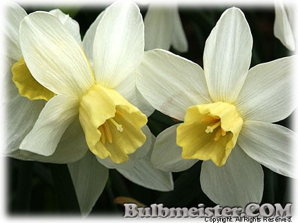 Narcissus_Sailboat080331