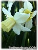Narcissus_Sailboat080401_01.jpg