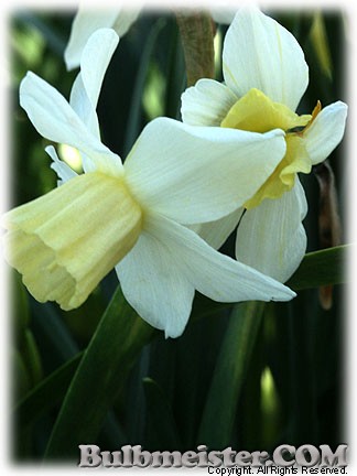 Narcissus_Sailboat080401