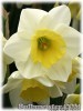 Narcissus_SilverSmiles080421_02.jpg