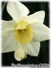 Narcissus_SilverSmiles080423_01.jpg