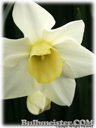 Narcissus_SilverSmiles080423