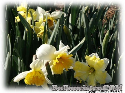 Narcissus split corona mix