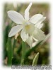 Narcissus_Thalia.jpg