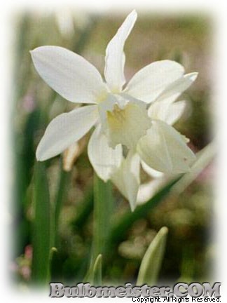 thalia daffodil