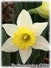 Narcissus_Topolino070322_01.jpg