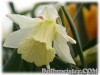 Narcissus_WPMilner070330_01.jpg