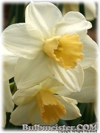 Narcissus_Waterperry070330