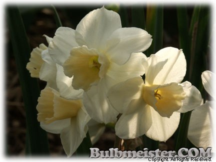 Narcissus_Waterperry070403