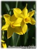 Narcissus_elegans_intermedius080406_01.jpg