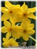 Narcissus_elegans_intermedius080409_01.jpg