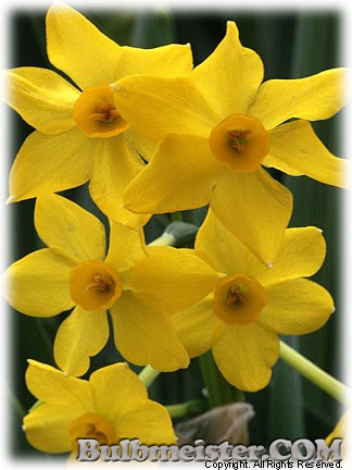 Narcissus_elegans_intermedius080409