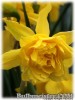 Narcissus_odorus_DoubleChampernelle080331_01.jpg