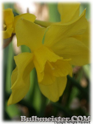 Narcissus_odorus_Rugulosus080324