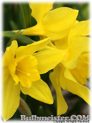 Narcissus_odorus_Rugulosus080325