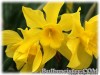 Narcissus_odorus_Rugulosus080326_01.jpg