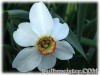 Narcissus_poeticus_recurvis080429_02.jpg