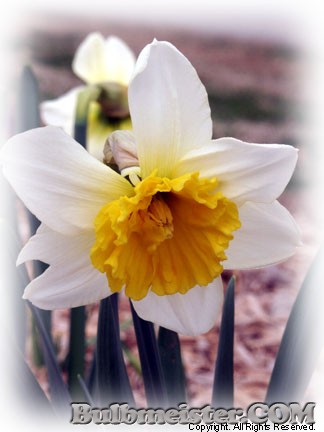 Narcissus split corona hybrid daffodil