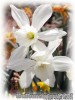 Narcissus_MINIMIX06.jpg