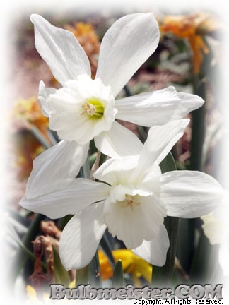 Narcissus Miniature Mix daffodil