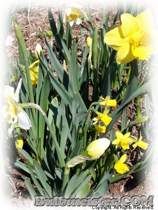 Narcissus MIX daffodil