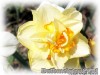 Narcissus_MIX05.jpg