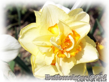 Narcissus General Mix daffodil