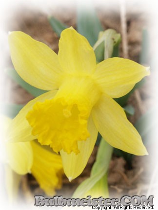 Narcissus Midget miniature daffodil hybrid