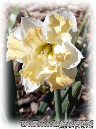 Narcissus Palmares daffodil hybrid