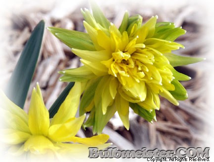 Narcissus Rip Van Winkle miniature daffodil hybrid