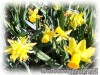 Narcissus_minimix01.jpg