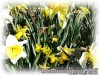 Narcissus_mix03.jpg