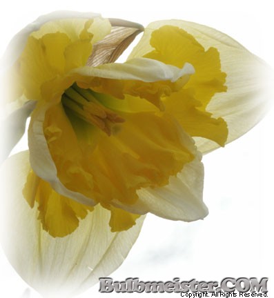 Narcissus split corona daffodil hybrid
