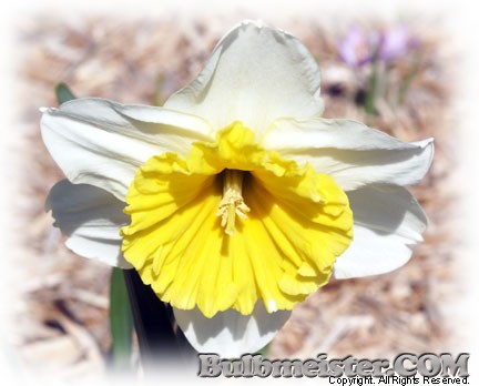 Narcissus - split corona daffodil