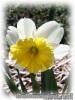 Narcissus_splitcup06.jpg