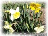 Narcissus_splitcupmix01.jpg