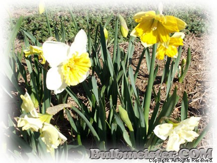 Narcissus Split Corona Mixture daffodil