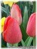 Tulipa_Apeldoorn080411_01.jpg