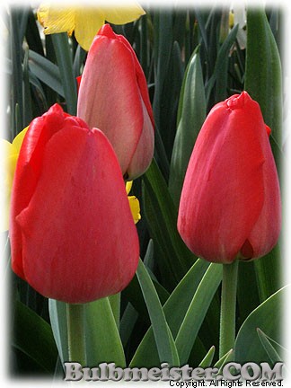 Tulipa_Apeldoorn080411